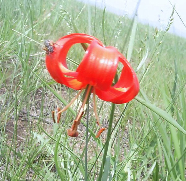 Владимир Андриенко