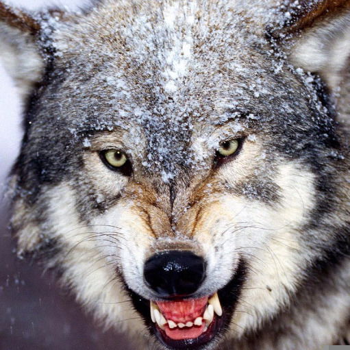 Андрей Алантьев