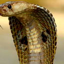 Cobra_Sp Бобров Алексей