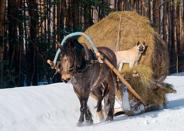 Максим Савченко