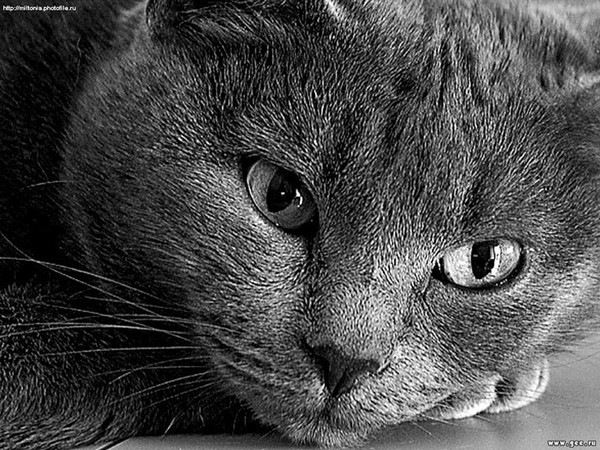 Татьяна Котенева