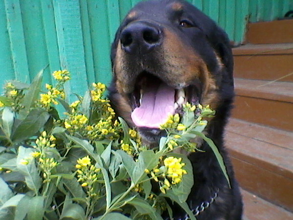 Элина К