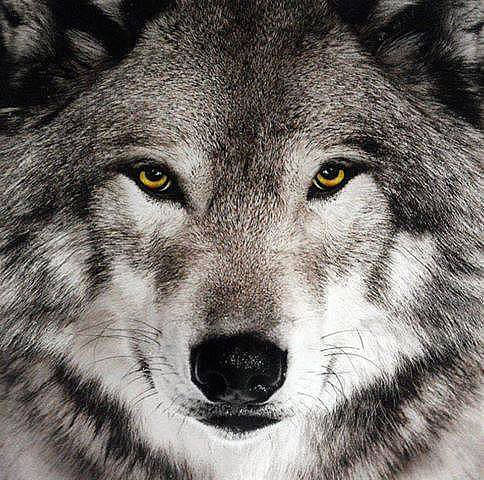 Егор Евсеев