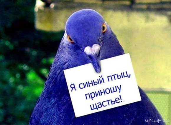 Тольятти Холдинг