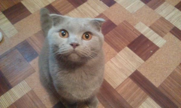 Костя Майский