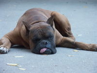 Виктория Ковалева