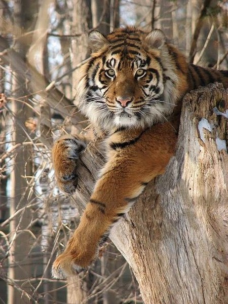 * Таёжный *** Пришелец *