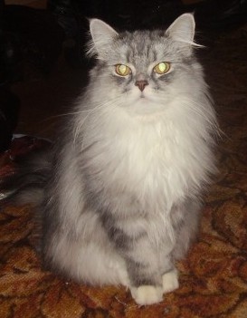 Елена *