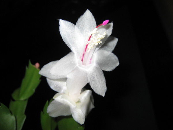 Анна Ушакова