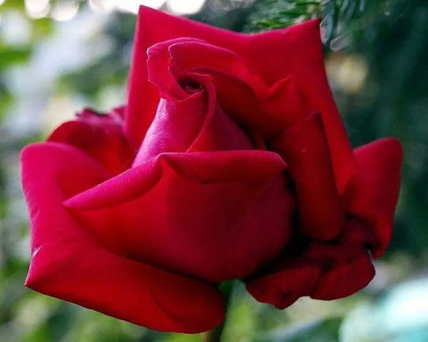 Тоня Сулейменова