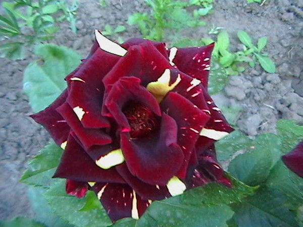 Тамара Ждан