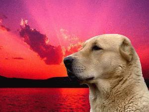 Юрий Костарев