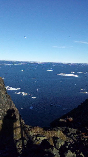 Ирина Сашурина