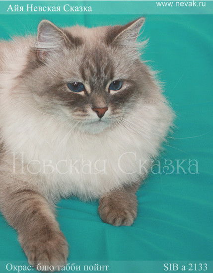 какая птица самая счастливая и почему. Смотреть фото какая птица самая счастливая и почему. Смотреть картинку какая птица самая счастливая и почему. Картинка про какая птица самая счастливая и почему. Фото какая птица самая счастливая и почему