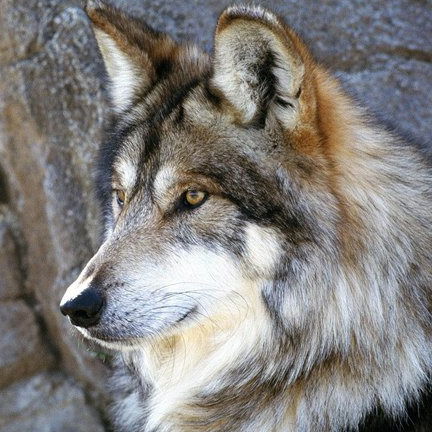 Владимир Чернышев