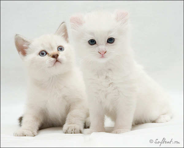 Евгения Коршункова