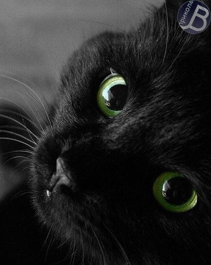 Alevtina Sokolnikova