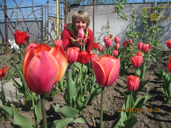 Алла Косенко