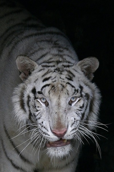 Елена .