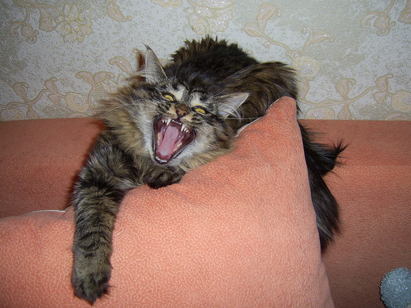 Эллина Вьюжанина
