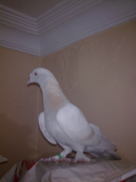 Джумали Айвазов