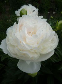 Наталья Данилова