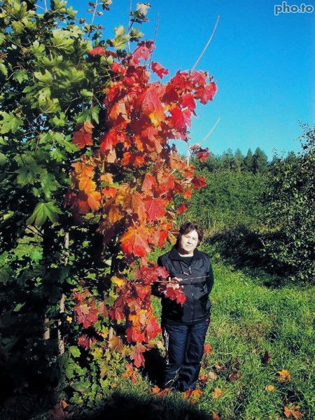 Ольга Кюлаотс