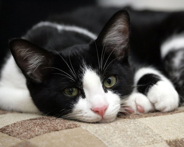 Андрей Артамонов