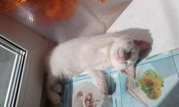 Izumchik Sladkii