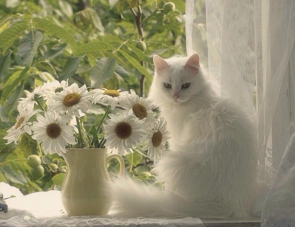 🖼