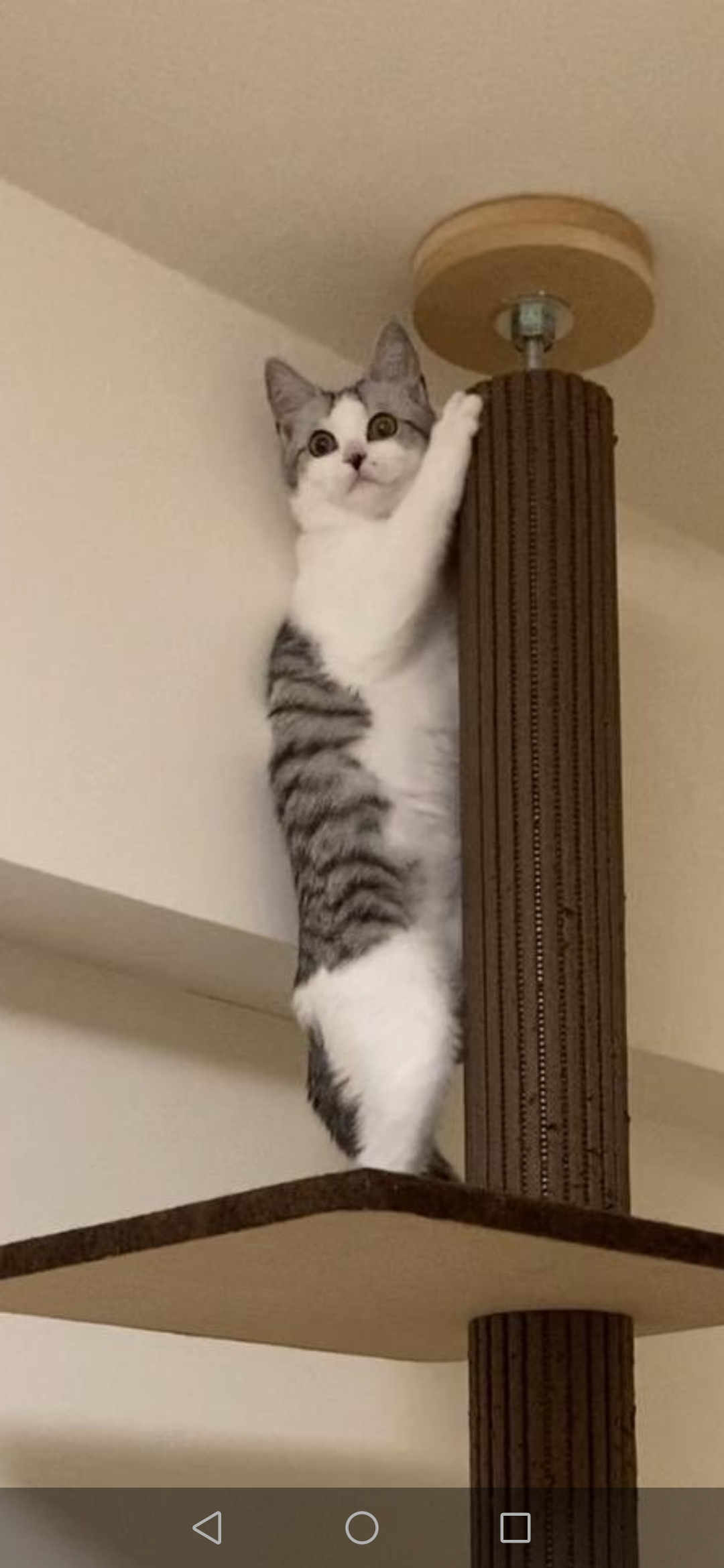 🖼