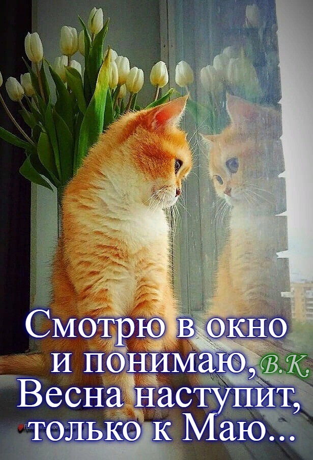 🖼