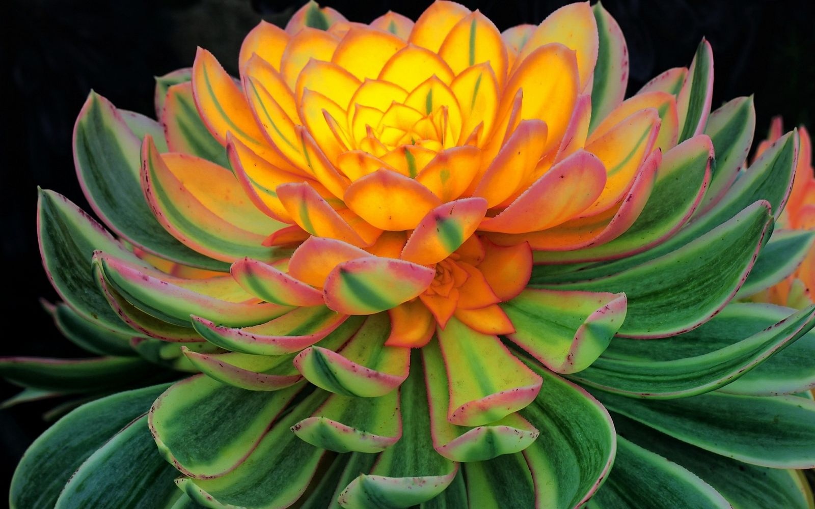 🖼