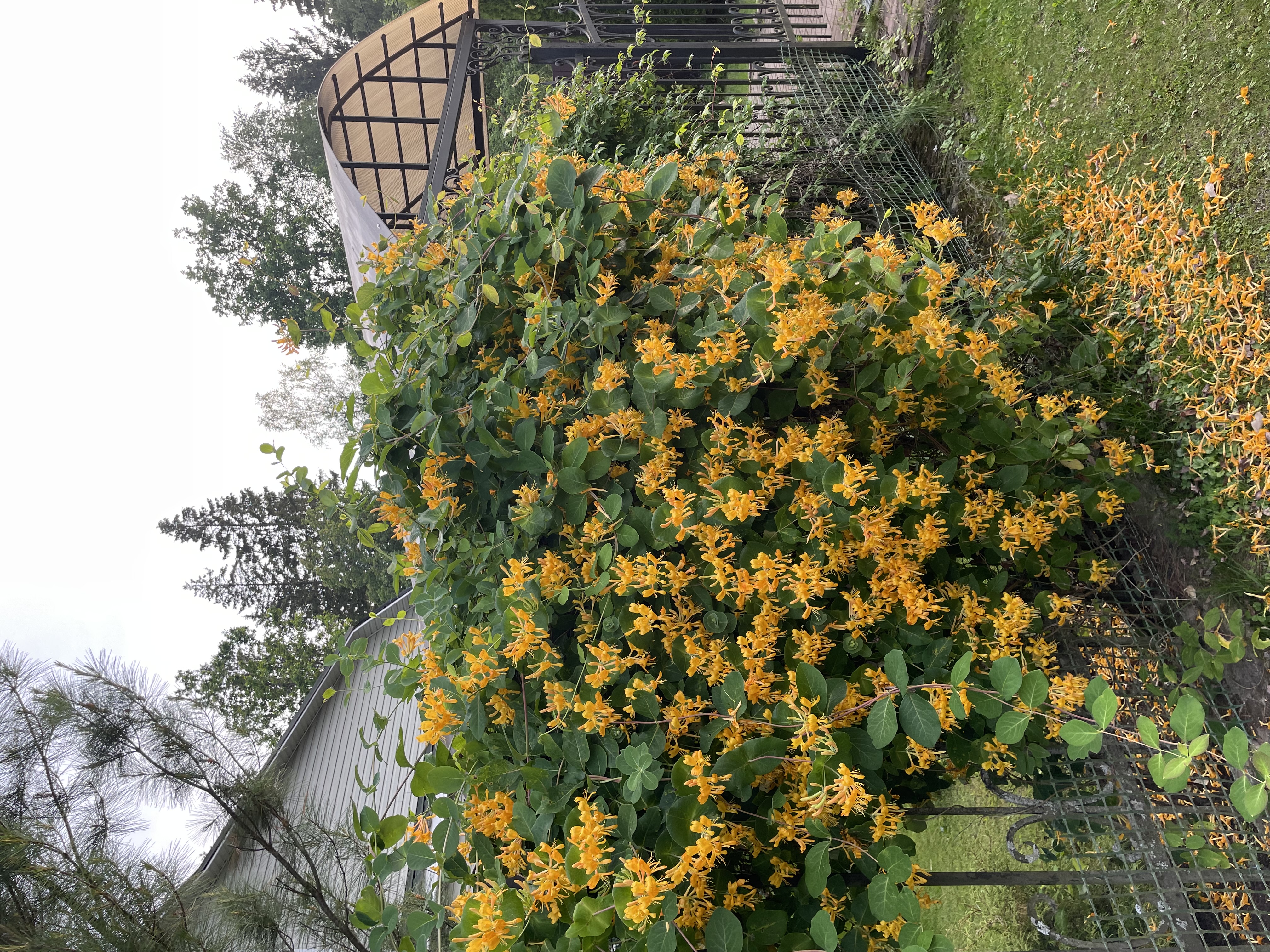 🖼