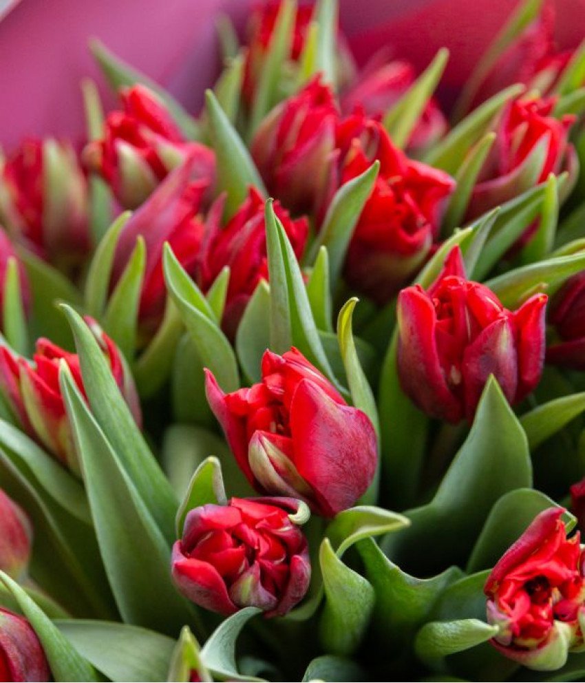 Заказать тюльпаны спб. Тюльпан Tulipa l.. Тюльпан panenka. 2 Тюльпана. Тюльпаны ACV.