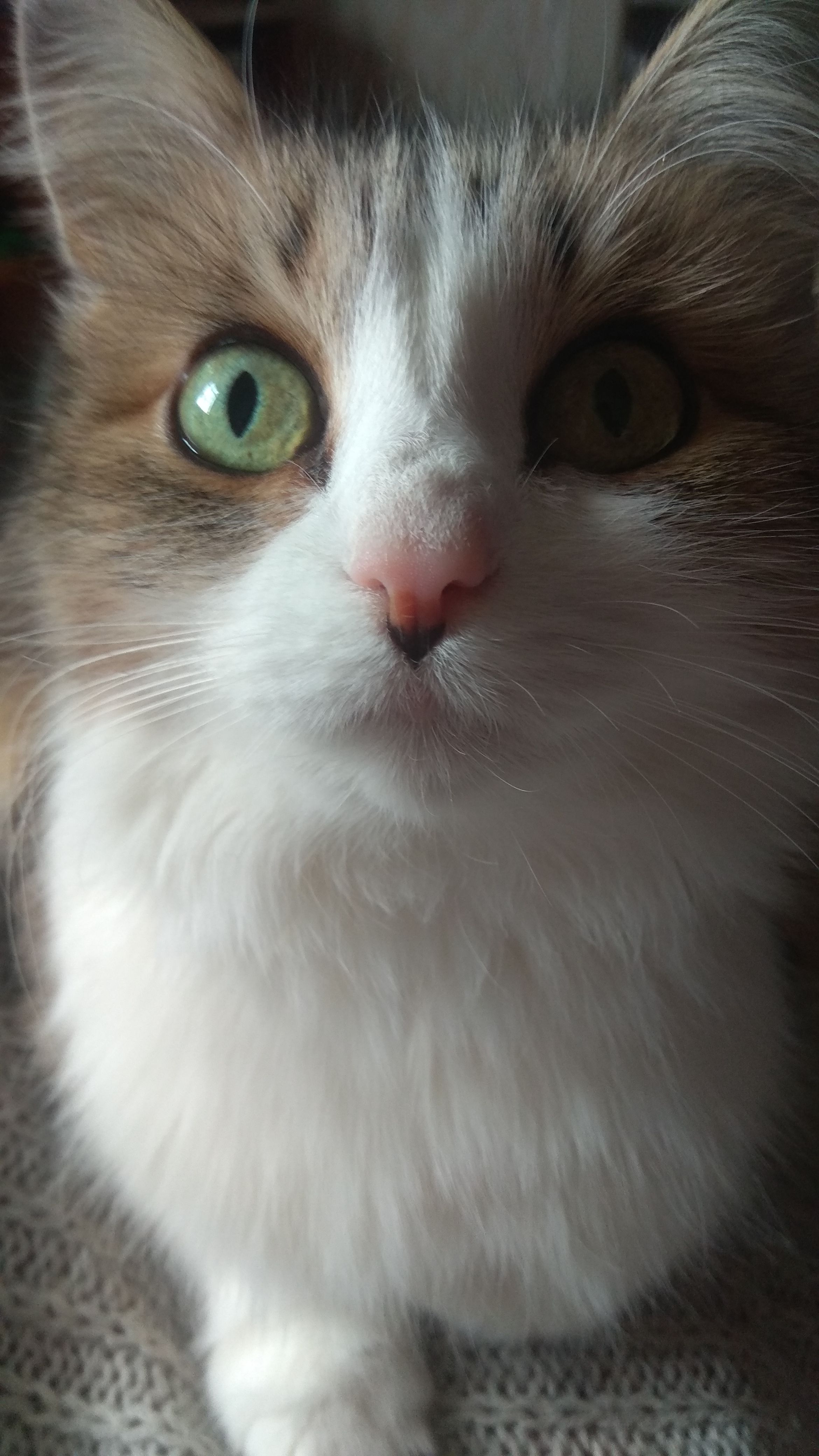 🖼