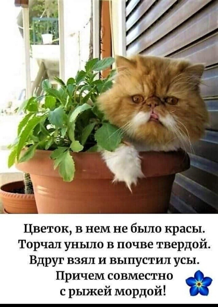 🖼