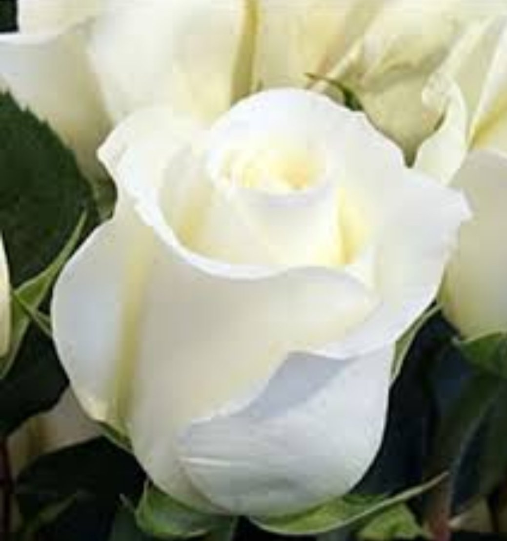Роза белая бокаловидная сорта