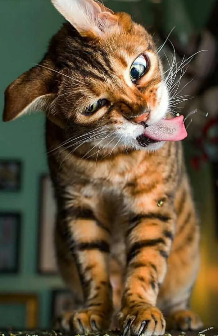 🖼