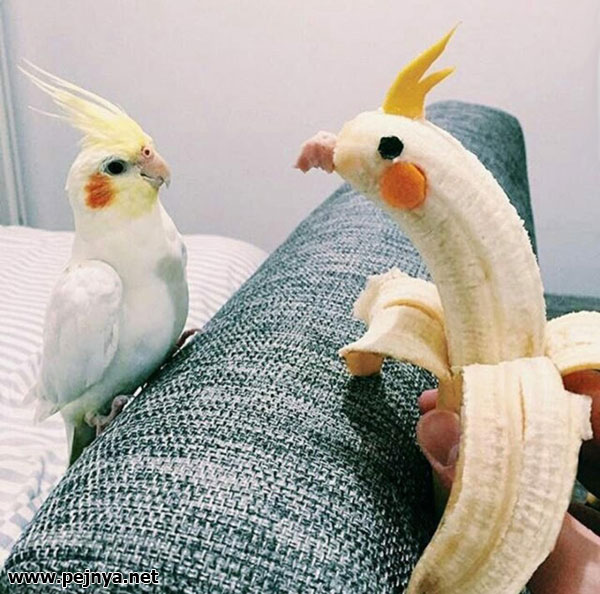 🖼
