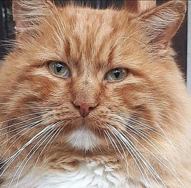🖼