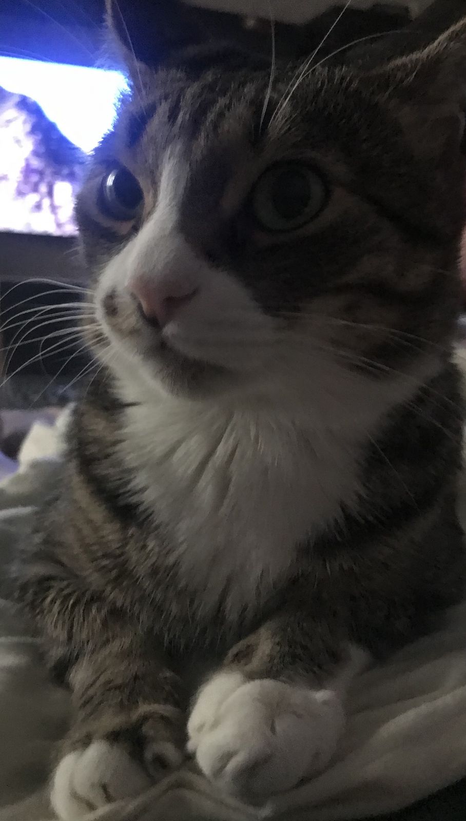 🖼