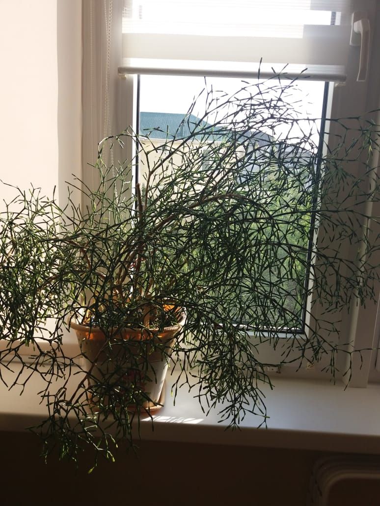 🖼