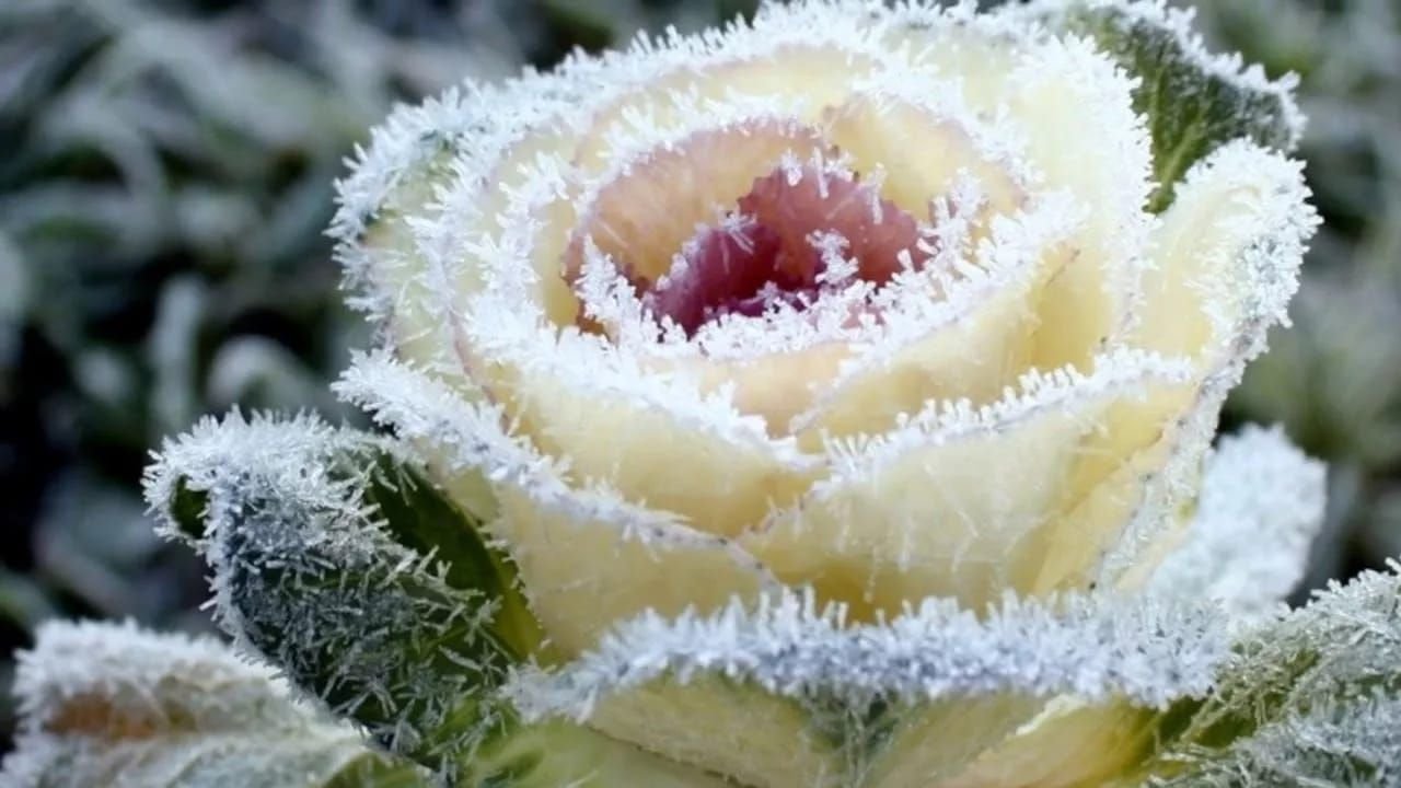 Розы снег красиво. Зимние цветы. Розы на снегу. Цветы в инее. Белые розы под снегом.