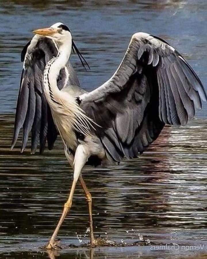 🖼