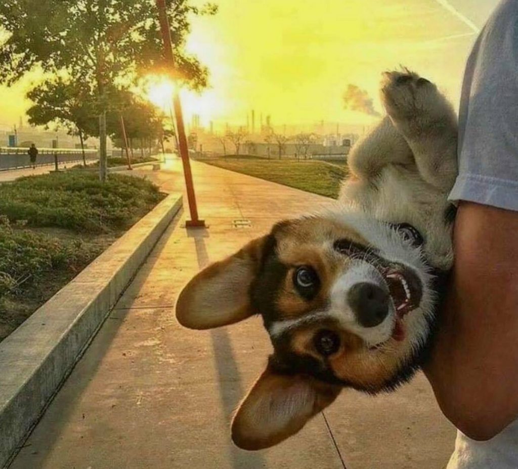 🖼