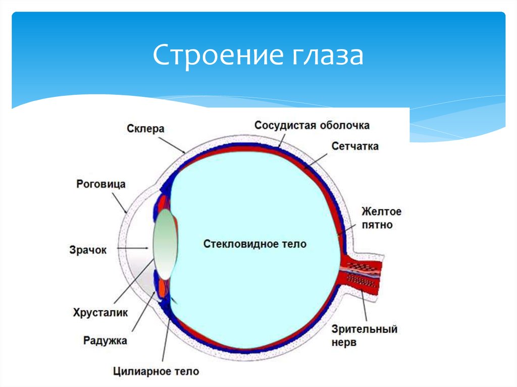 На рисунке 8 изображена схема устройства глаза какой цифрой на схеме отмечен