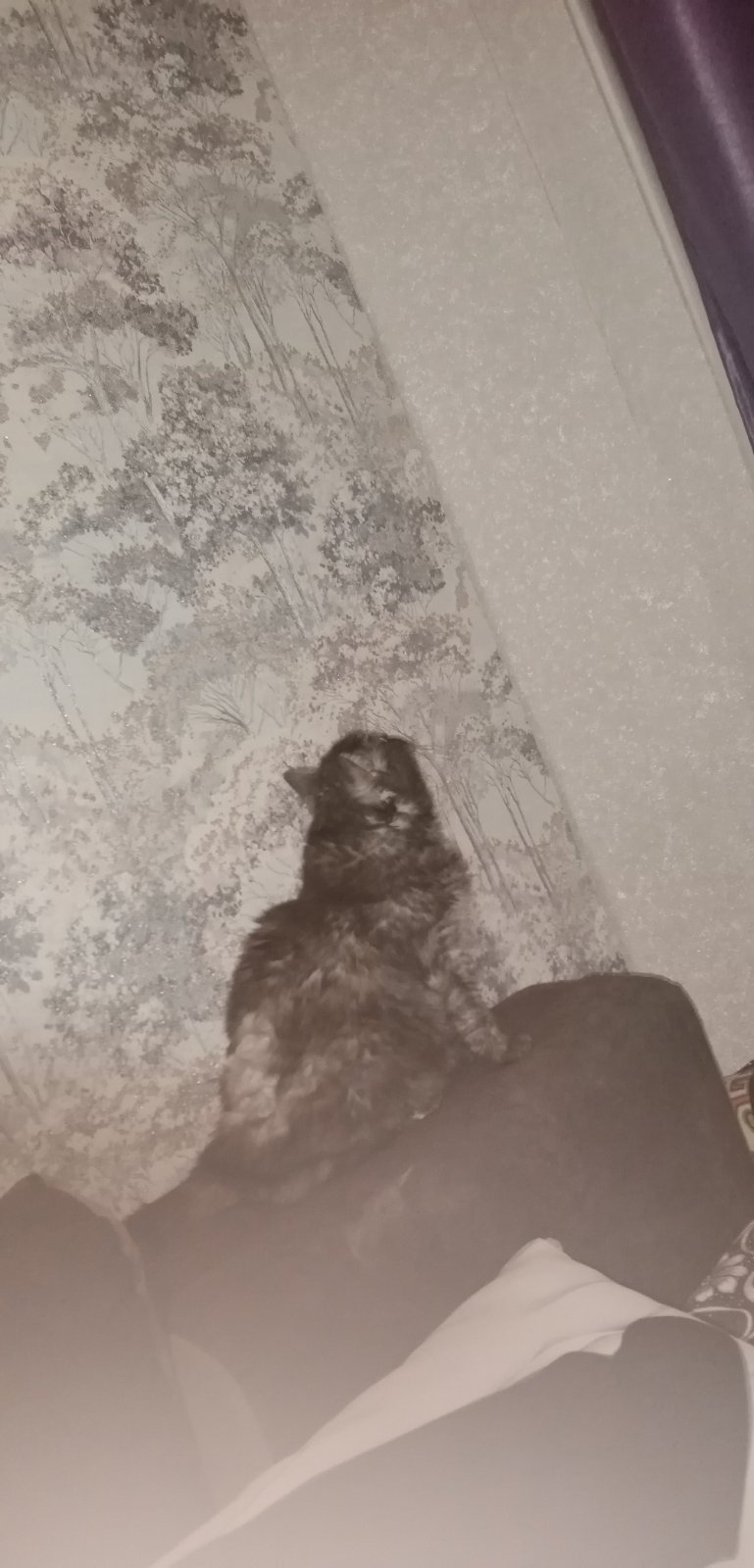 🖼