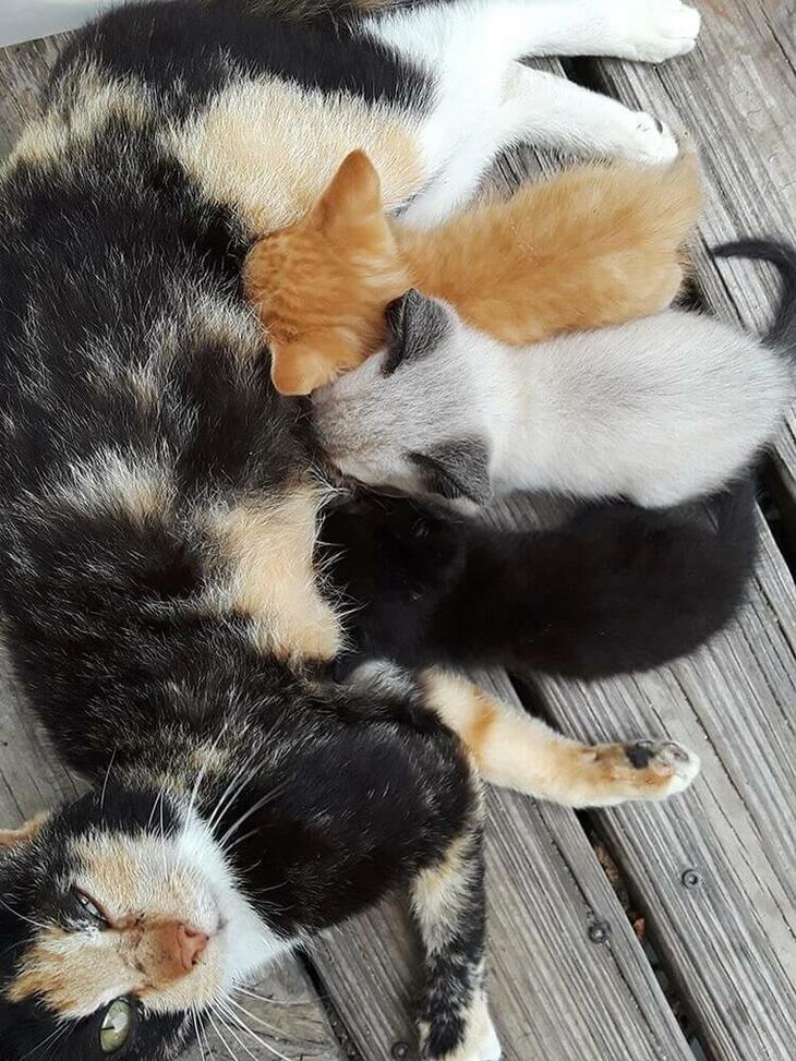 🖼