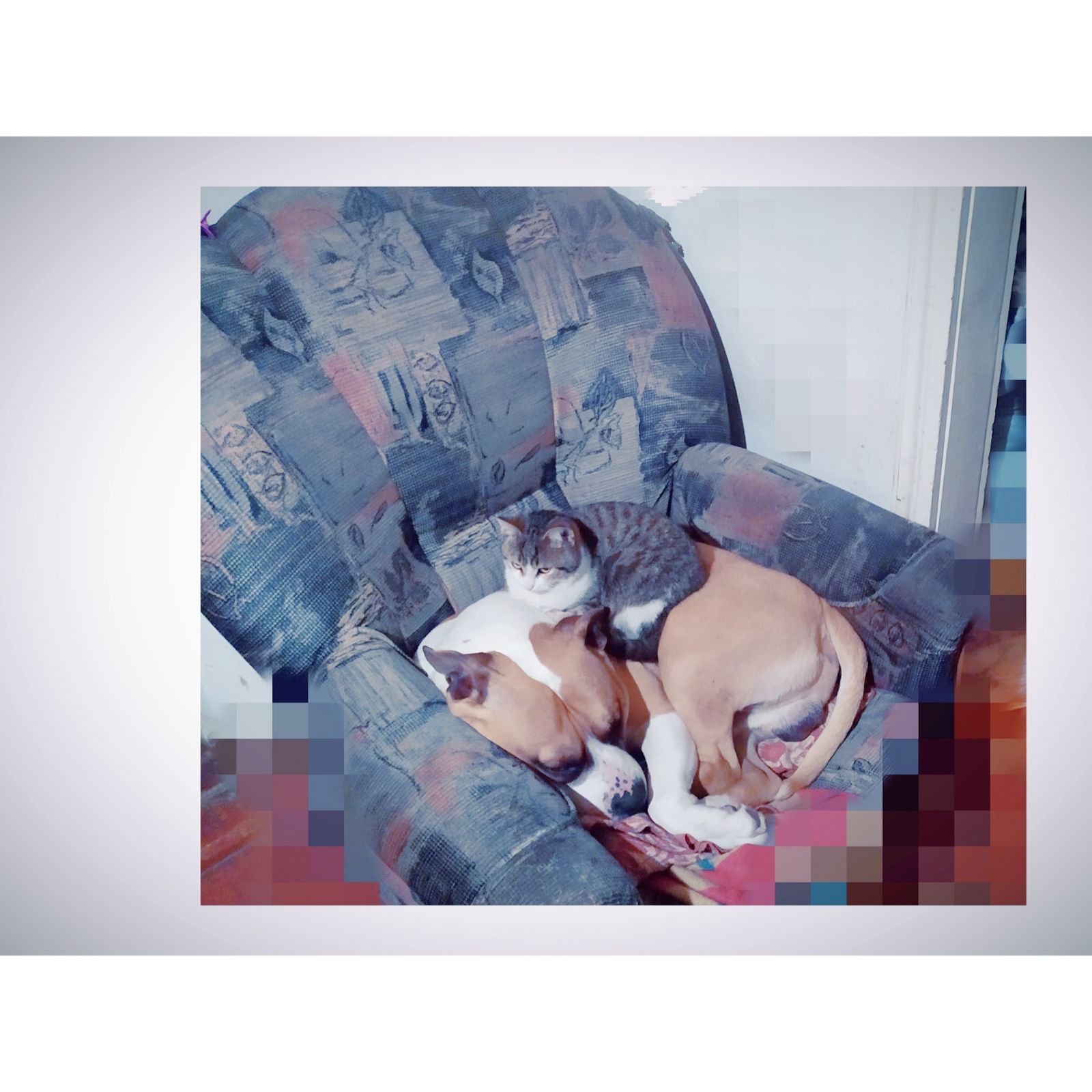 🖼